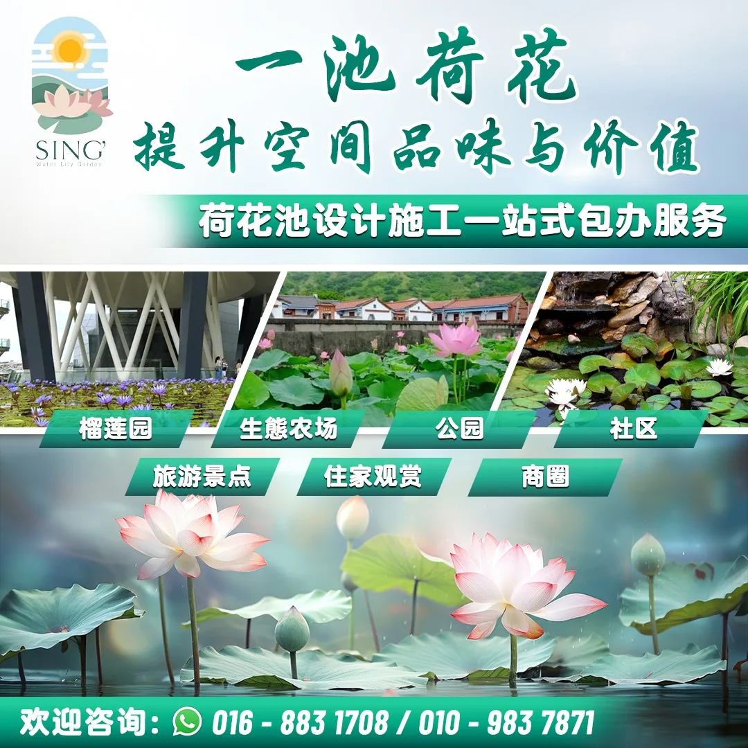 荷花池设计施工一站式